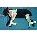 Rear Animal Splint, Left Leg, Large