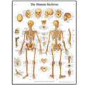 Human Skeleton Chart Laminated Poster, 19.7" x 26.4"