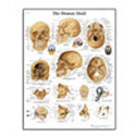 Human Skull Chart Laminated Poster, 19.7" x 26.4"